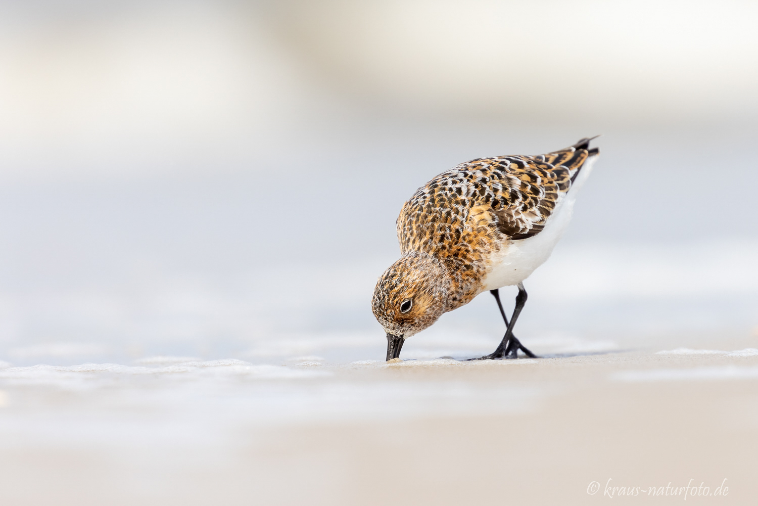 Sanderling