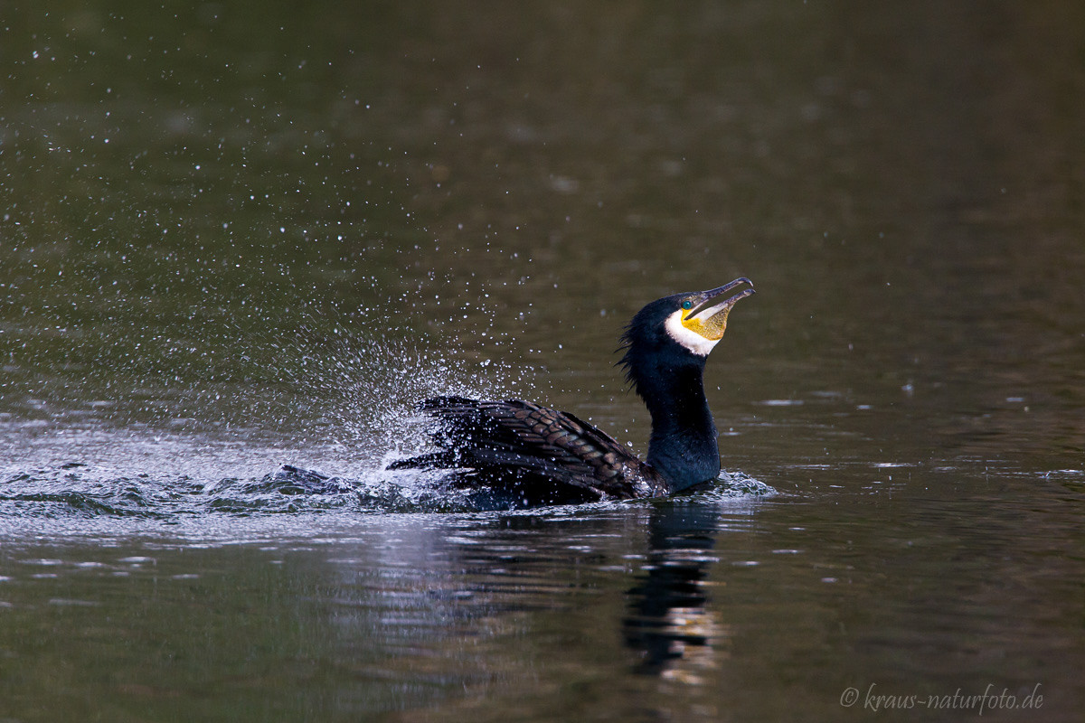 Kormoran