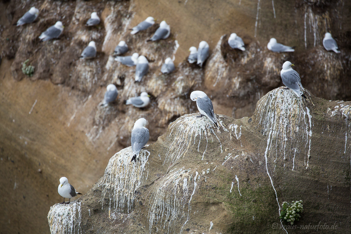 Kolonie der Dreizehenmöwe   Vogelfelsen am Pufubjarg