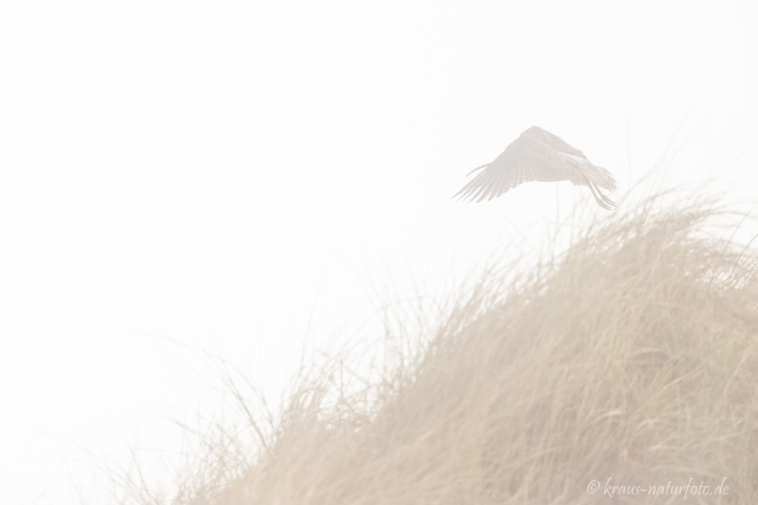 Brachvogel im Nebel