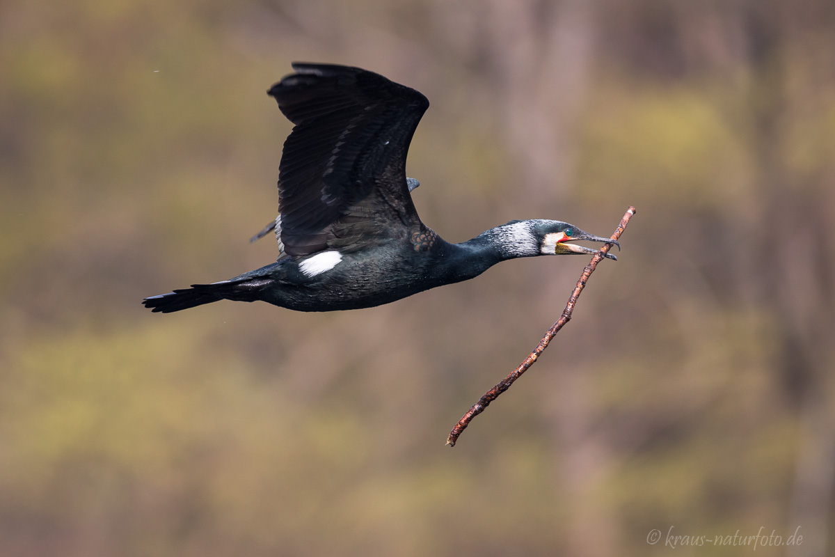 Kormoran