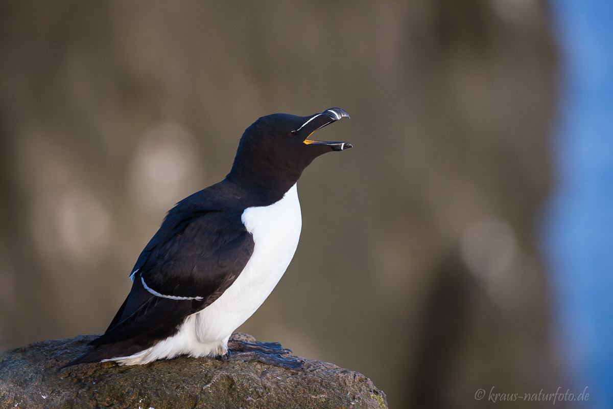 Tordalk, Latrabjarg