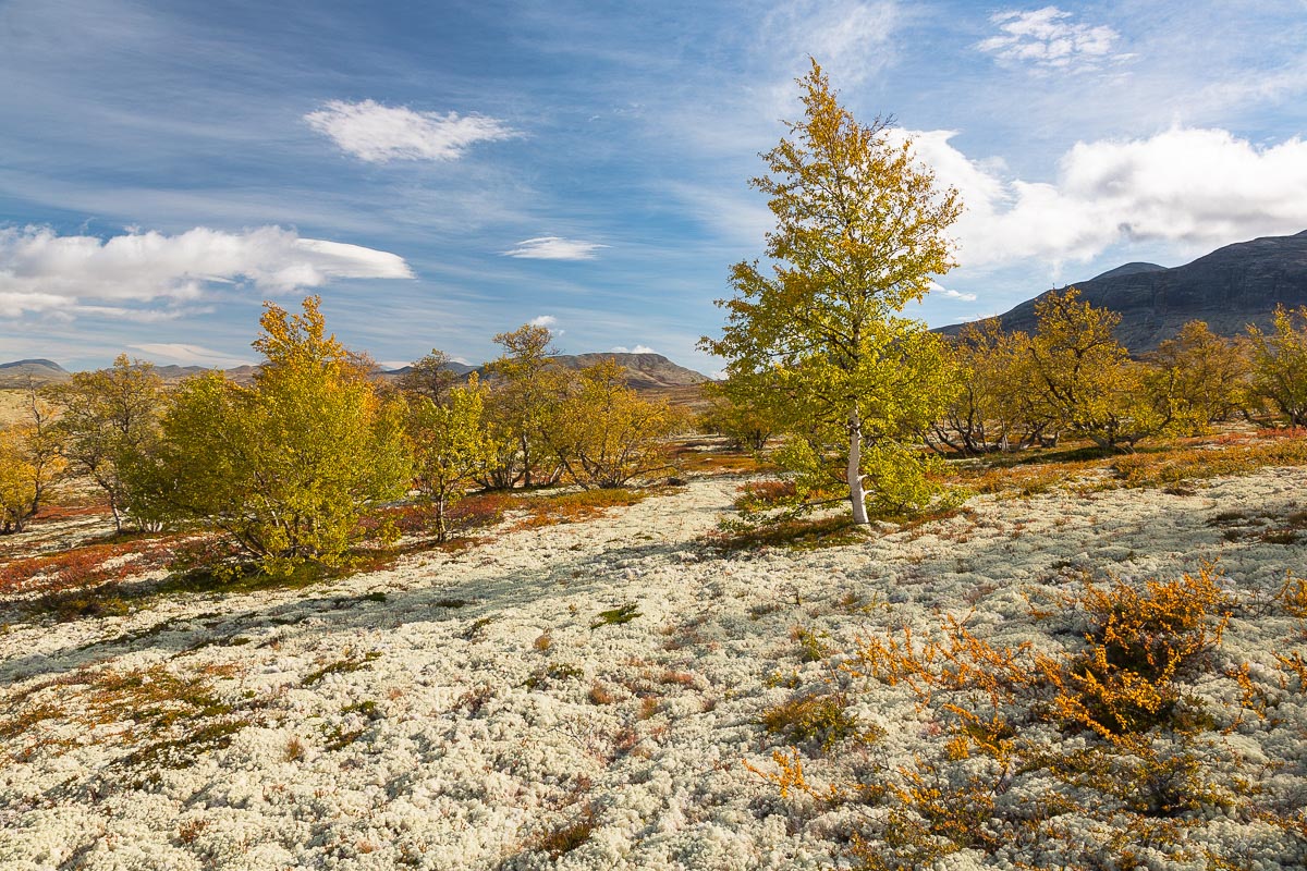 Herbst im Rondane, Norwegen