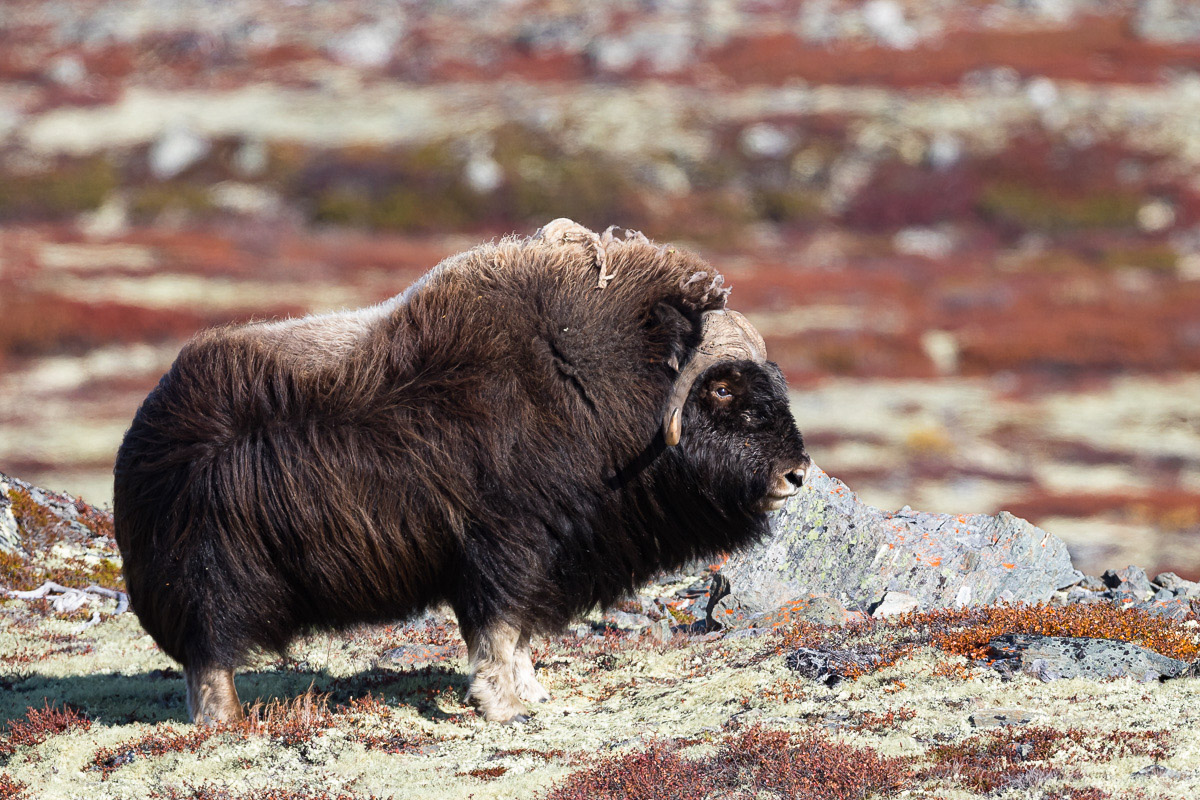 Moschusochse, Dovrefjell Nationalpark