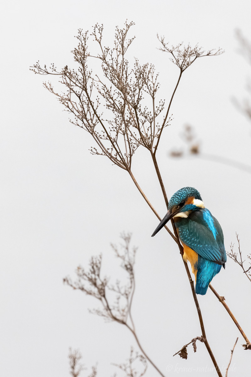 Eisvogel