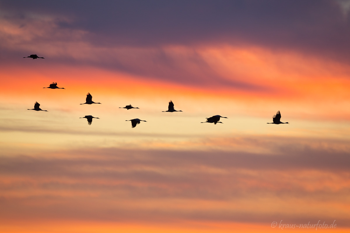 Kraniche bei Sonnenaufgang