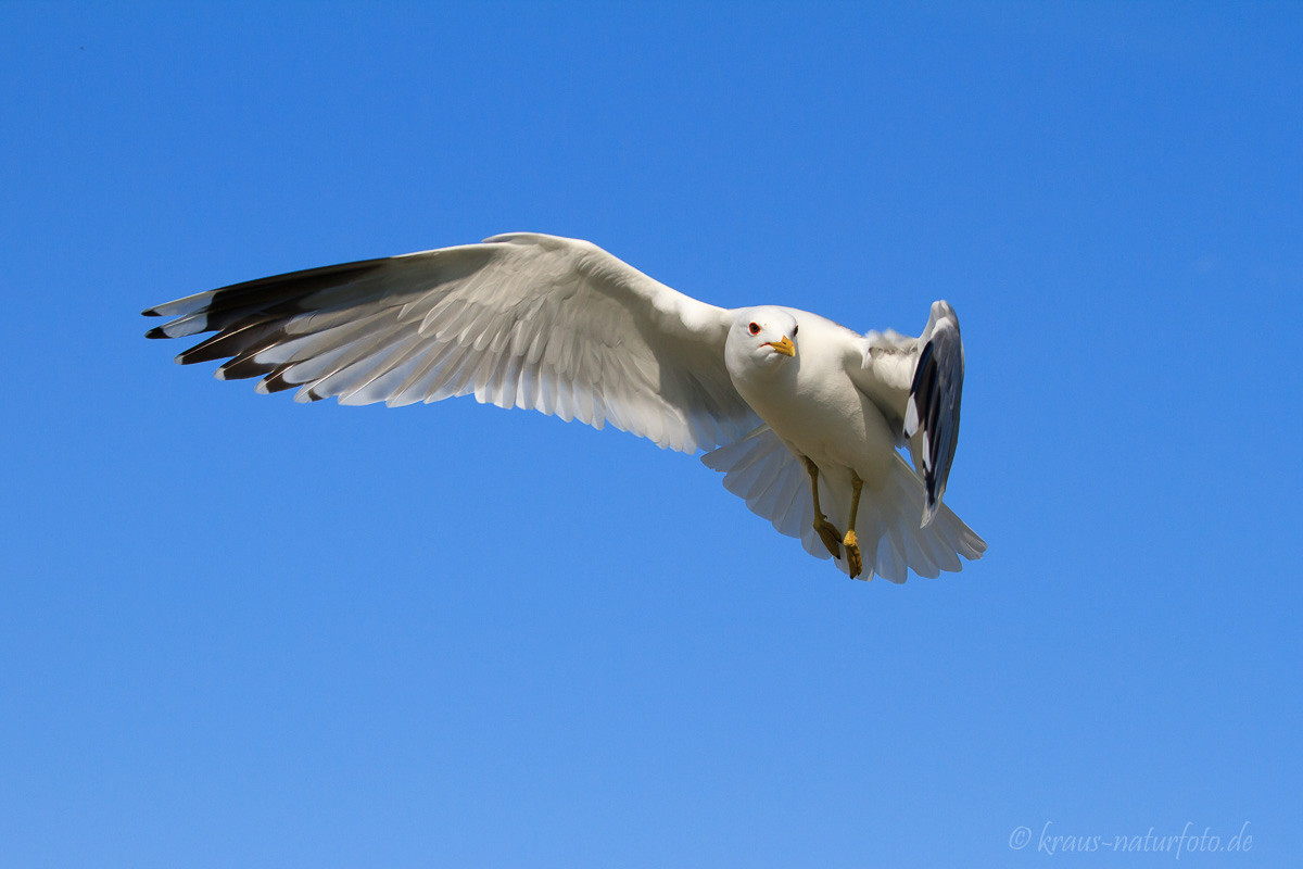 Möwe, Lofoten