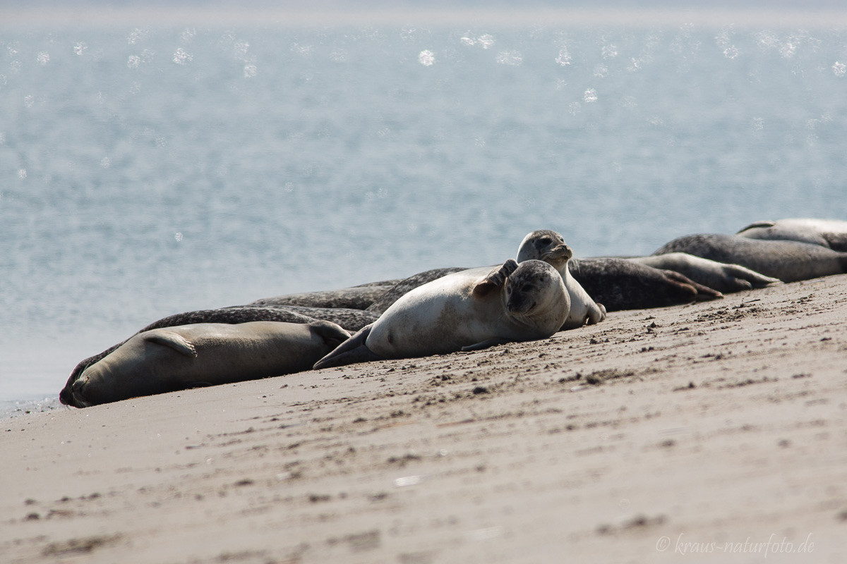 Seehunde, Norderney