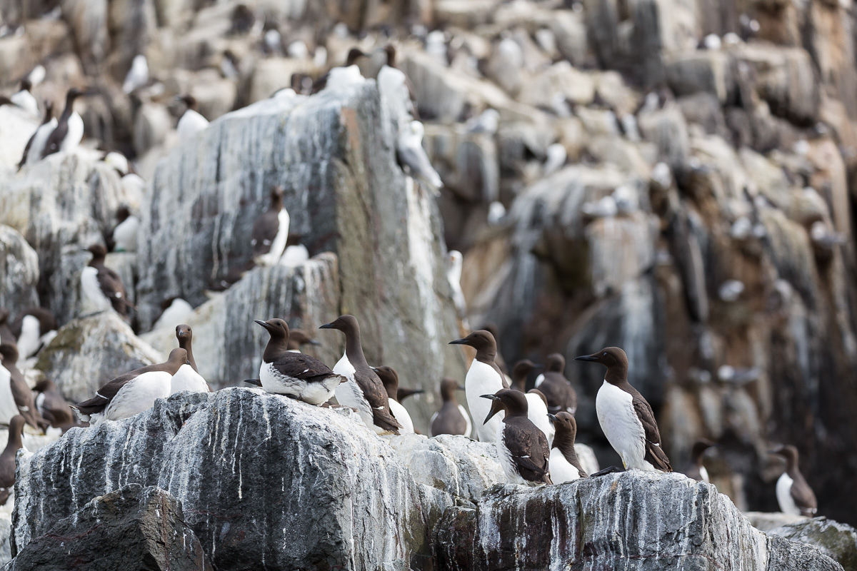 Farne Islands