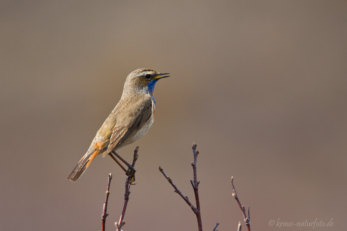 Blaukehlchen