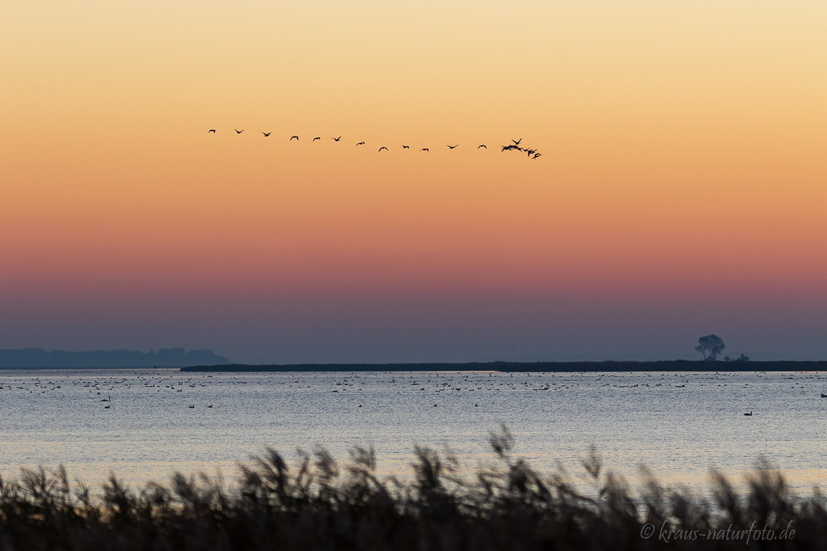 Sonnenaufgang über dem Zingster Bodden