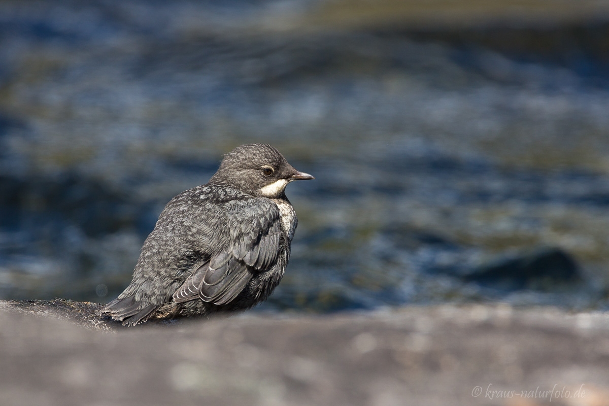 junge Wasseramsel