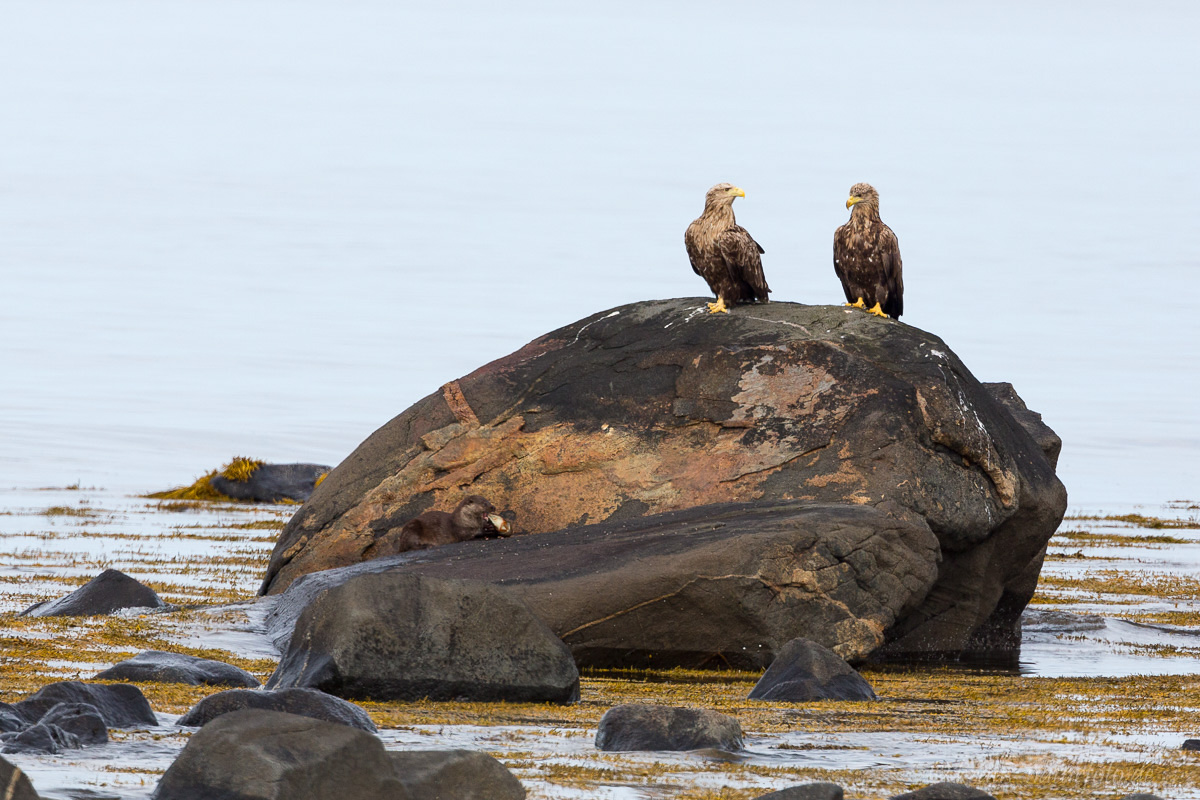 Seeadler und wer genau hinschaut sieht auch den Otter beim fressen