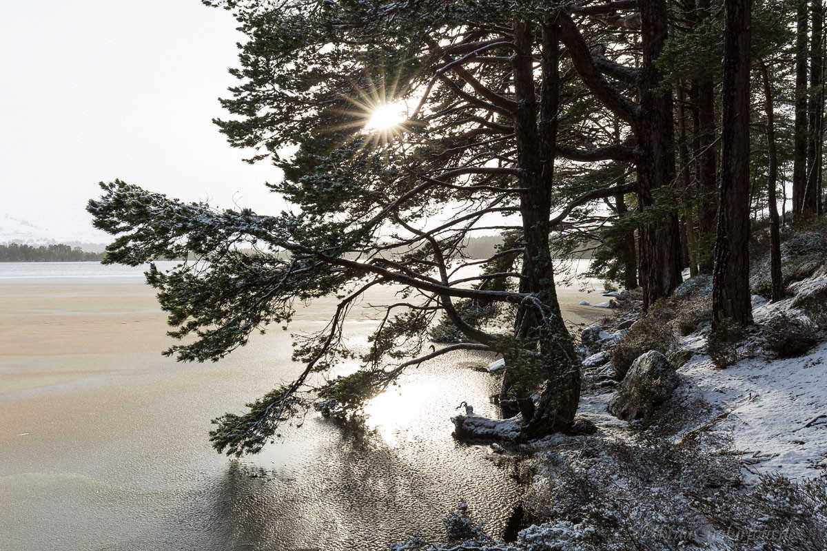 Loch Garten