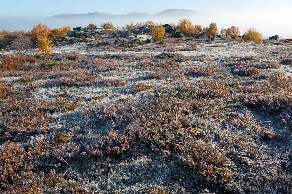 Raureif über Fjelllandschaft