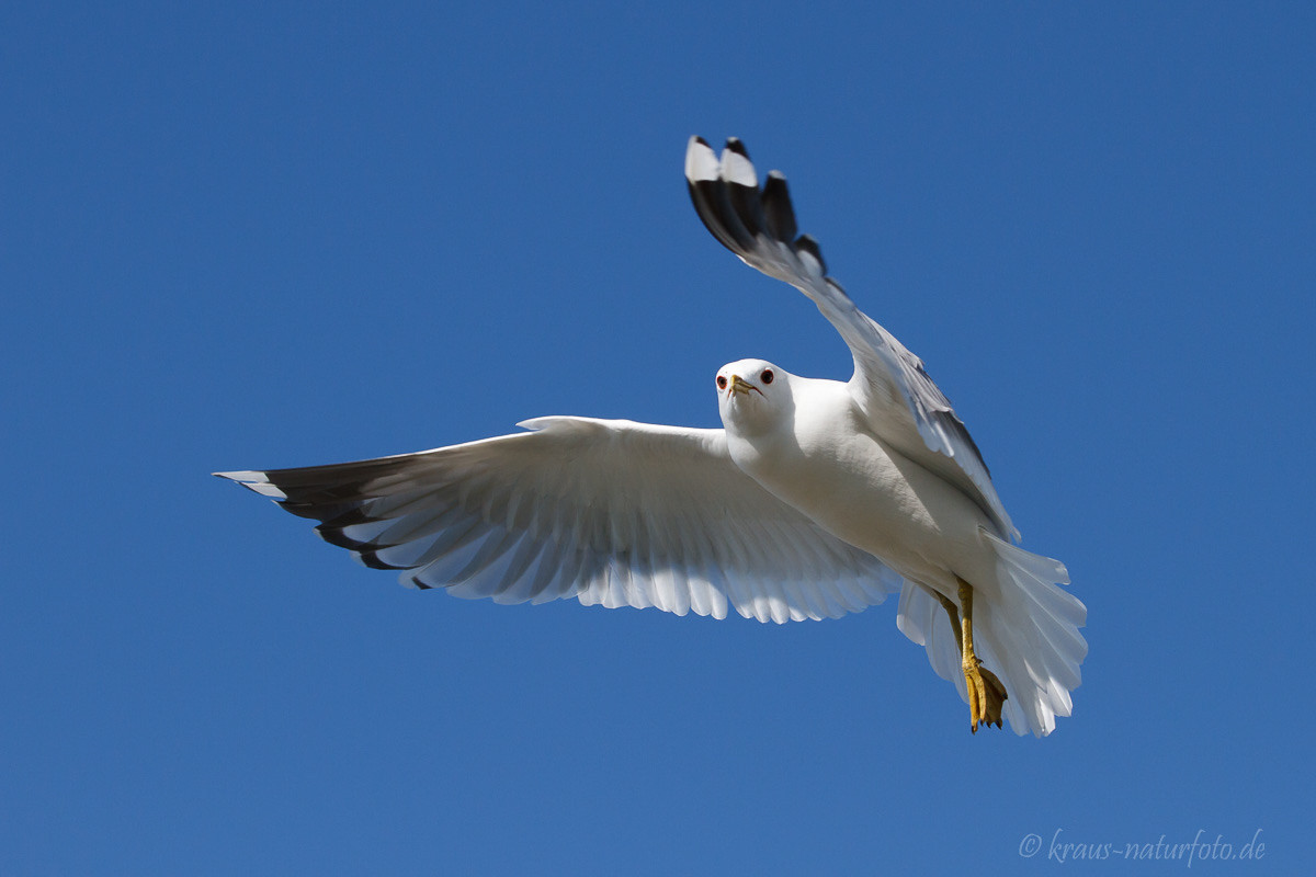 Möwe, Lofoten