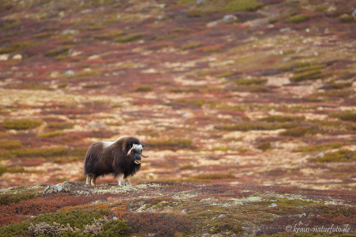 Moschuskuh, Dovre Fjell