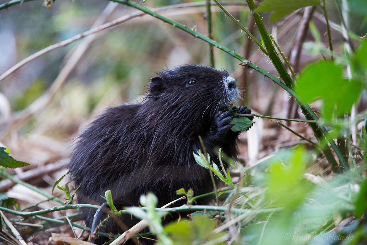 junger Nutria