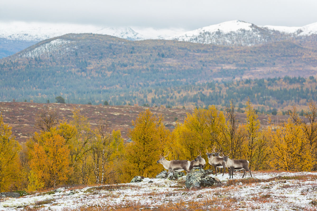 Rentiere am Jotunheimvegen