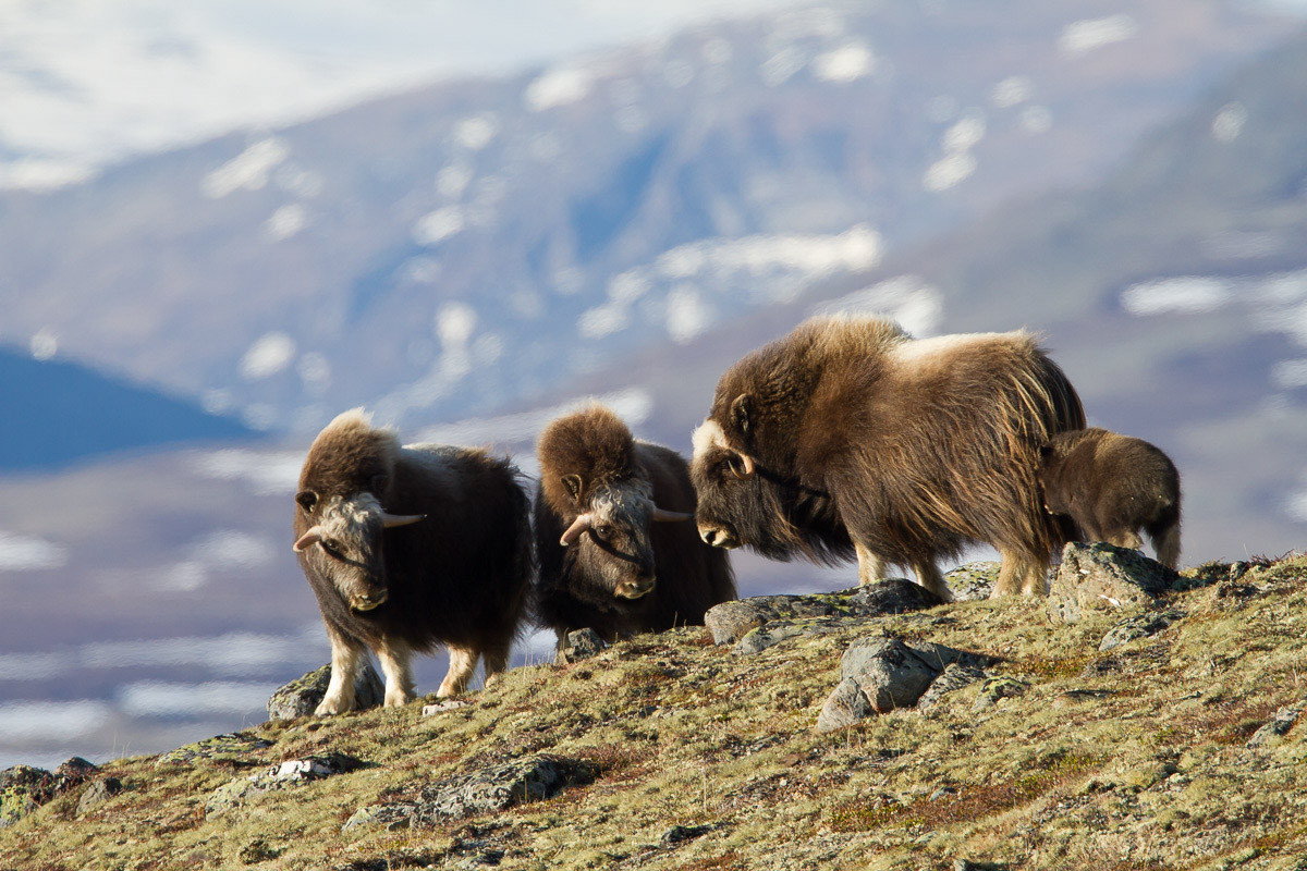 Moschusochsen, Dovre Fjell, Norwegen 