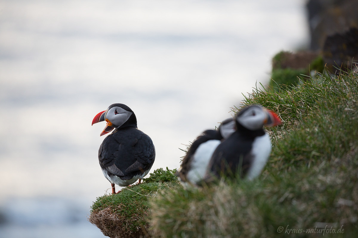 Papageitaucher, Latrabjarg