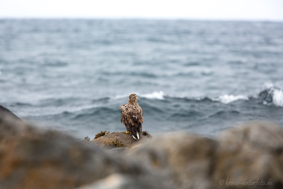 Seeadler