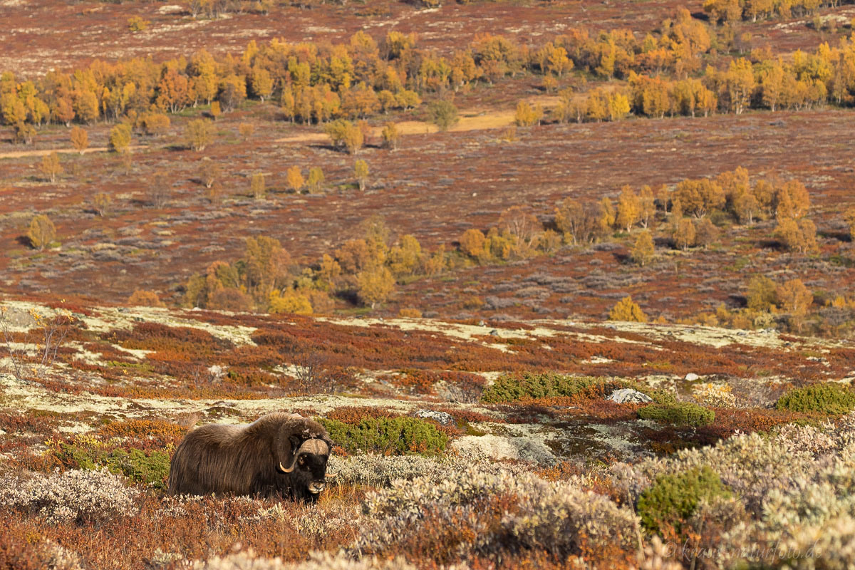 Moschusochse, Dovrefjell Nationalpark