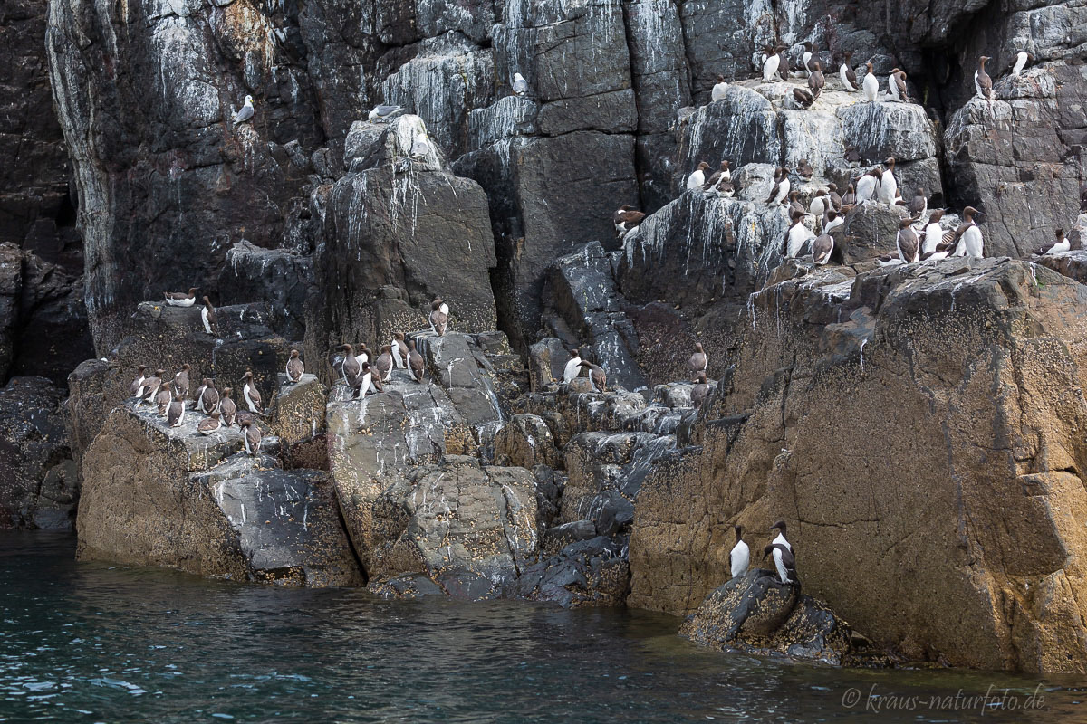 Farne Islands