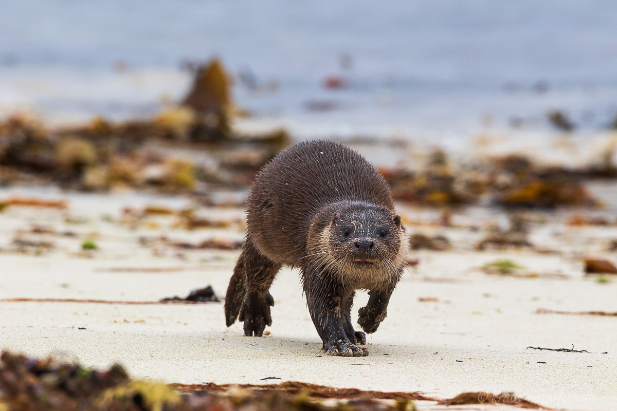 Otter