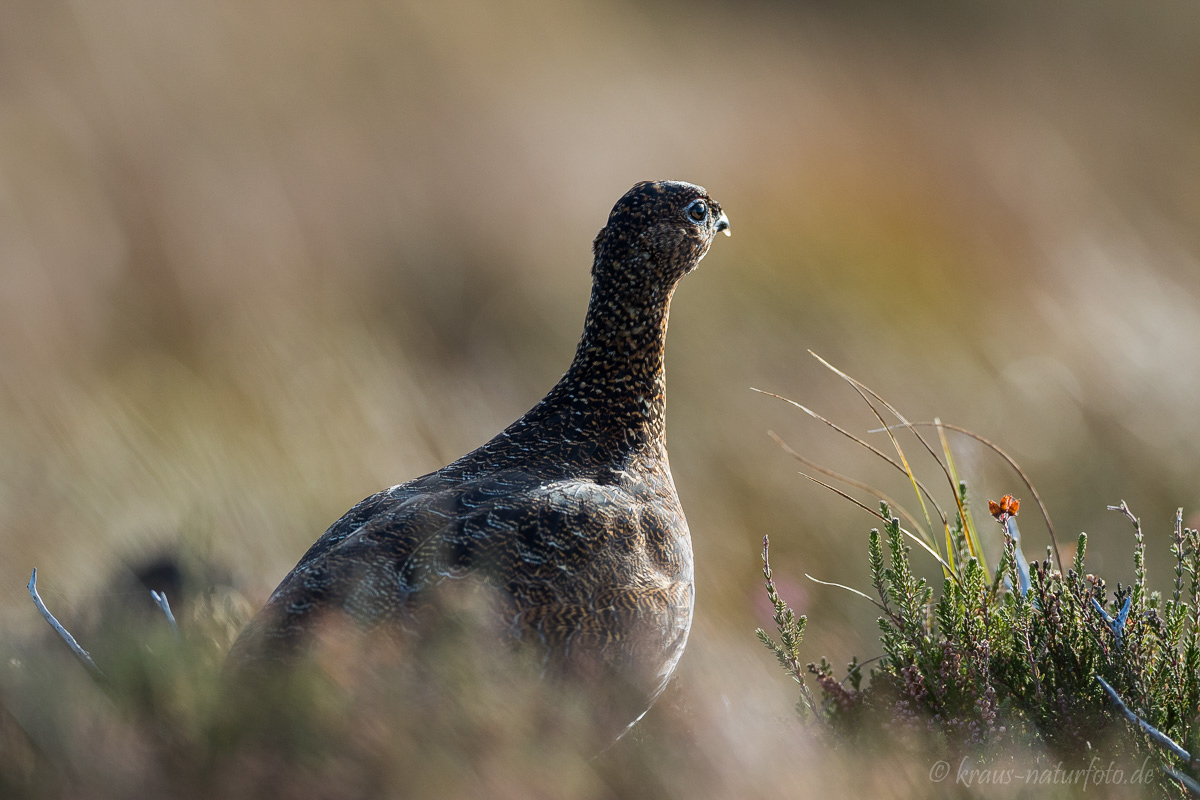 Mohrschneehuhn