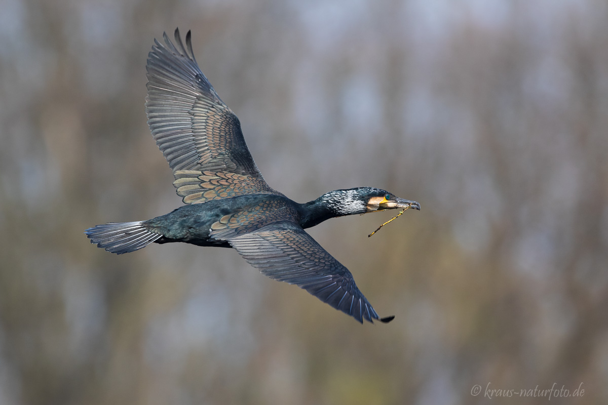 Kormoran