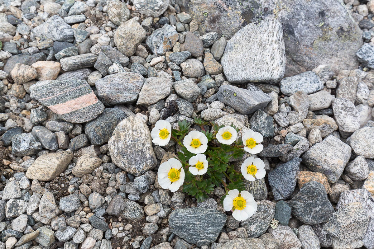 Gletscherhahnenfuss