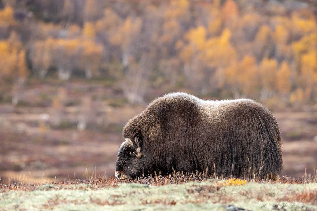 Moschusochse Dovrefjell