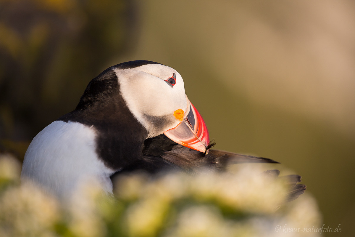 Papageitaucher, Latrabjarg