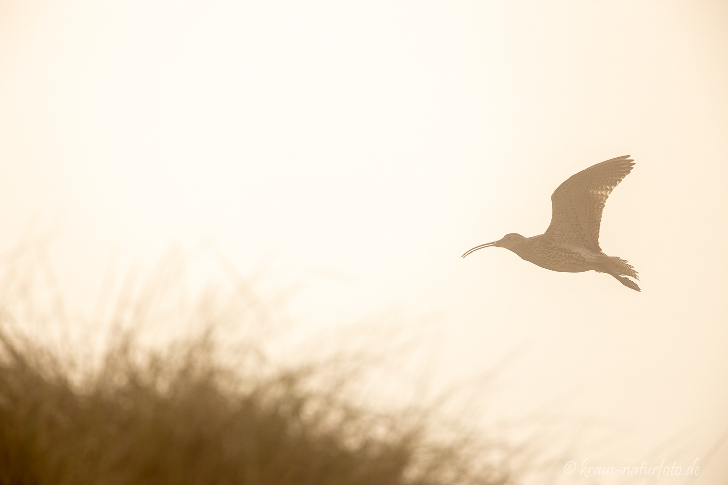 Brachvogel im Nebel