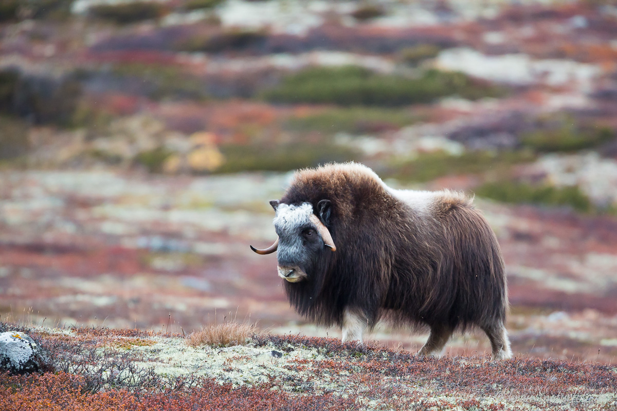 Moschuskuh, Dovre Fjell