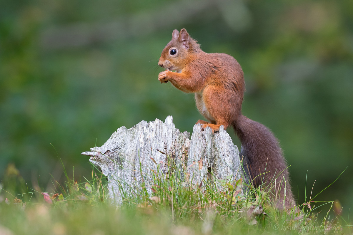 Red Squirrel, Eichhörnchen