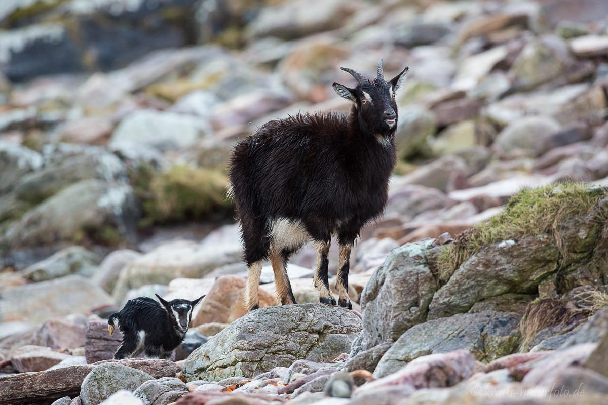 Schottische Wildziege mit neugeborenem Kitz