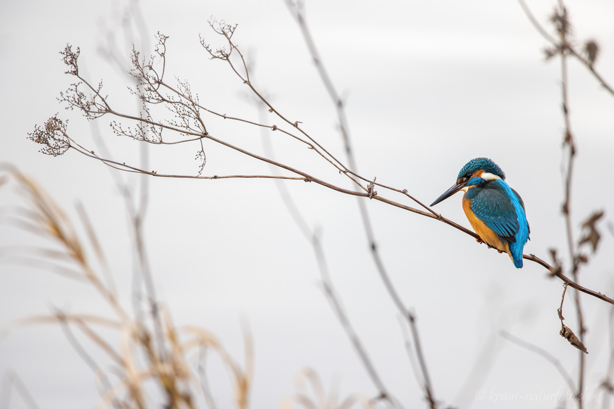 Eisvogel