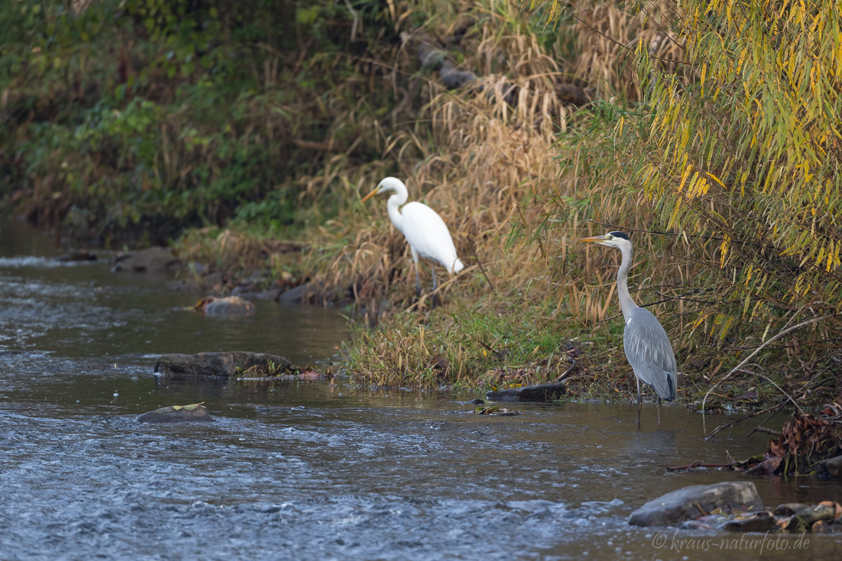 Grau- und Silberreiher