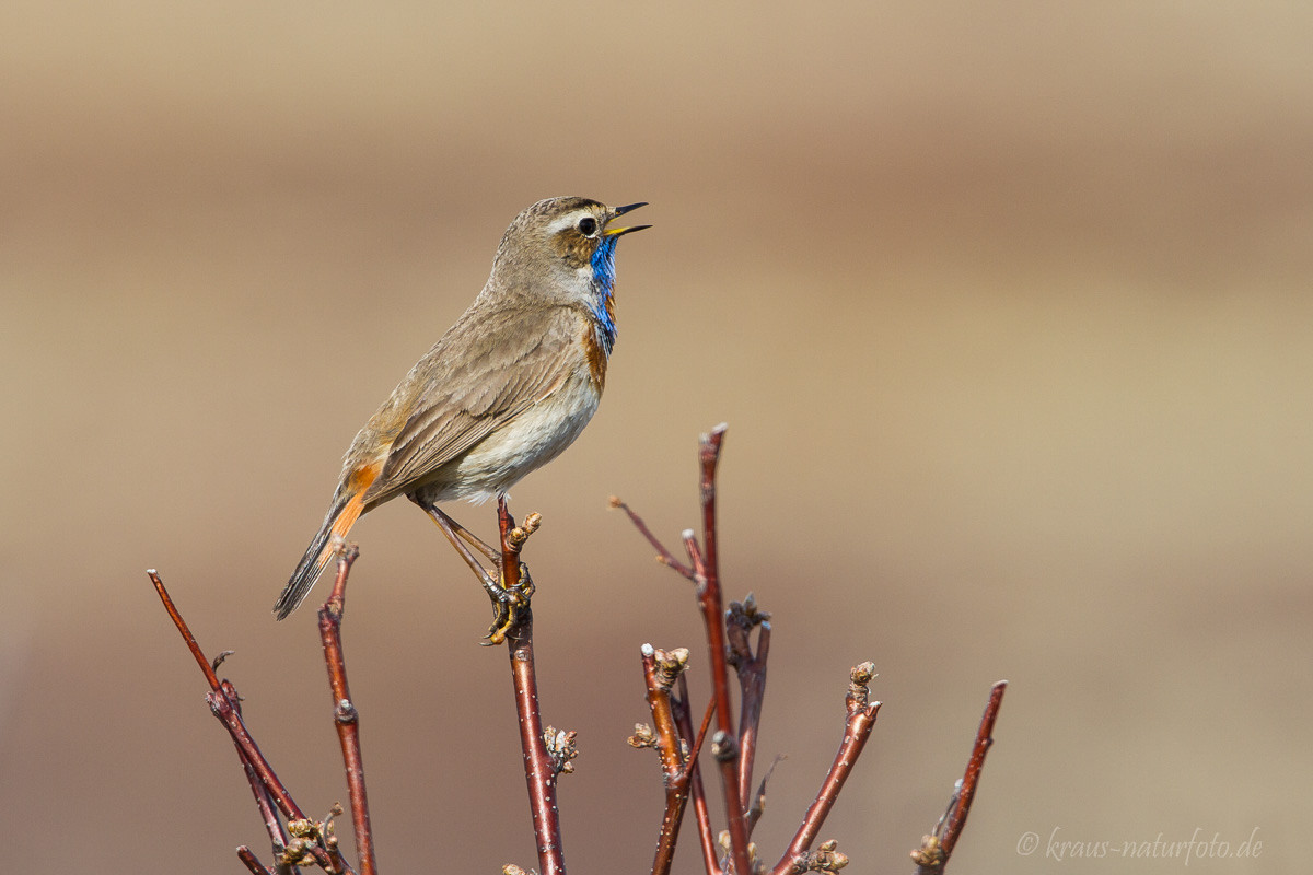 Blaukehlchen