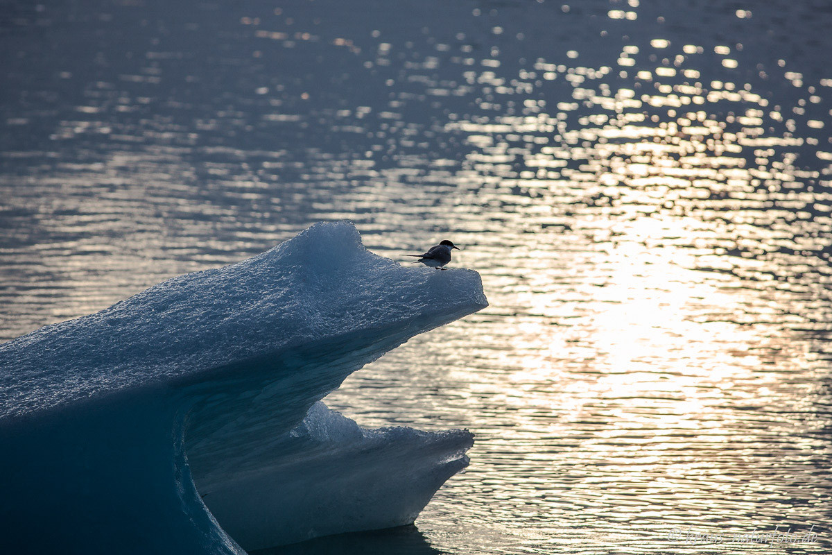 Küstenseeschwalbe auf Eisberg, Gletscherlagune Jökulsarlon