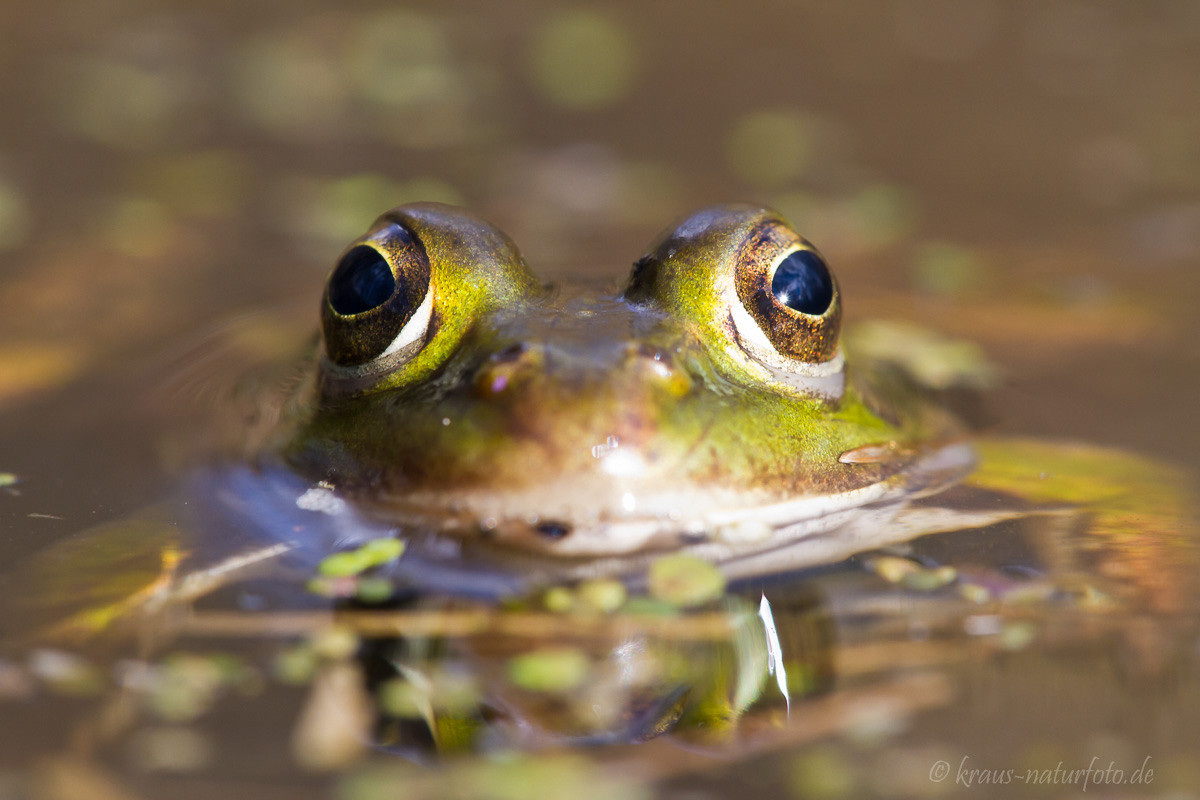 Frosch