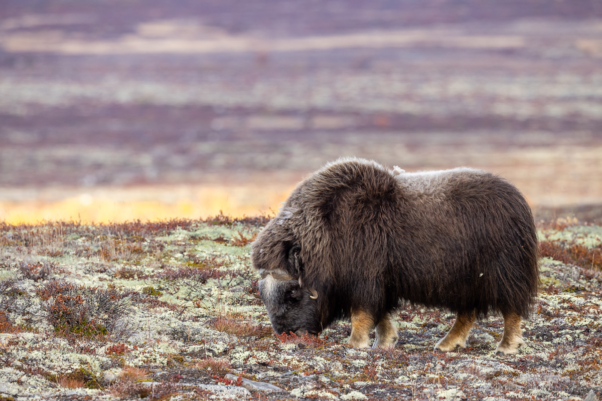 Moschusochse Dovrefjell