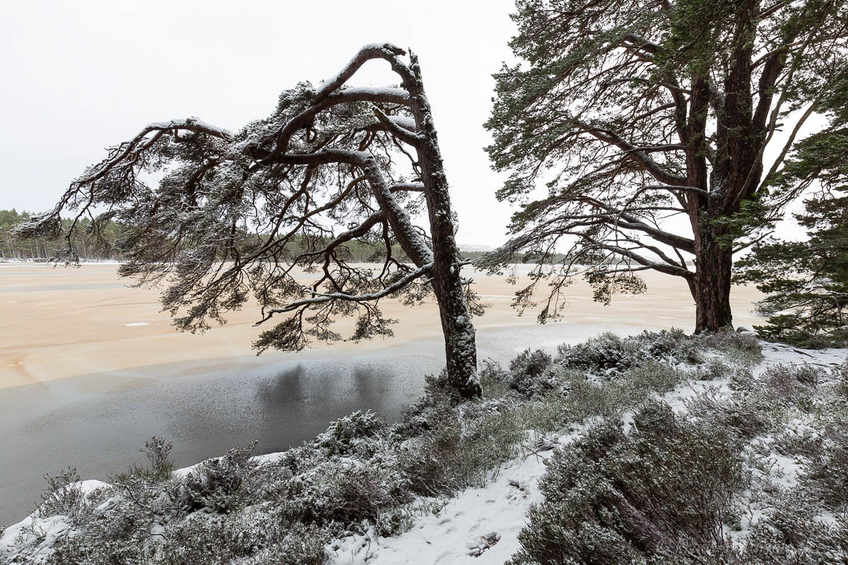 Loch Garten