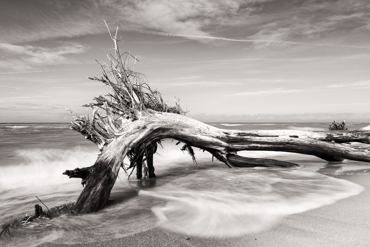 Baum wird von der Ostsee umspült, Darßer Weststrand