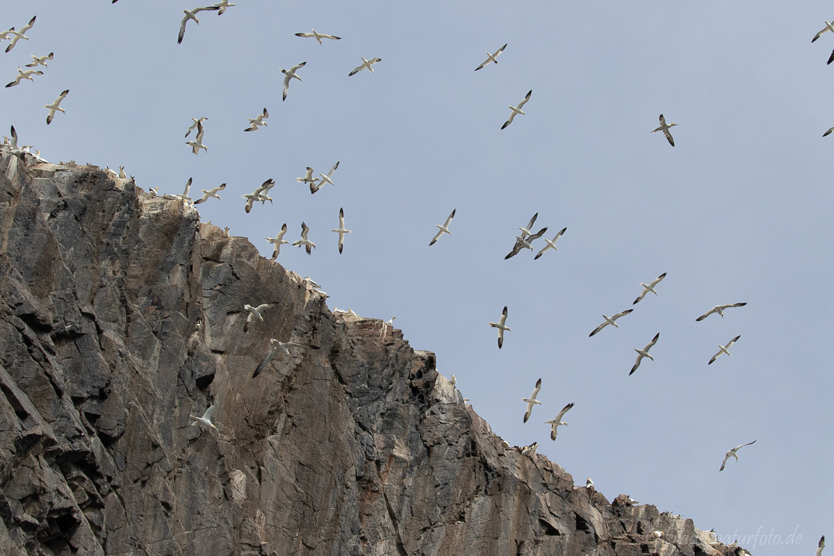 Baßtölpel am Bass Rock