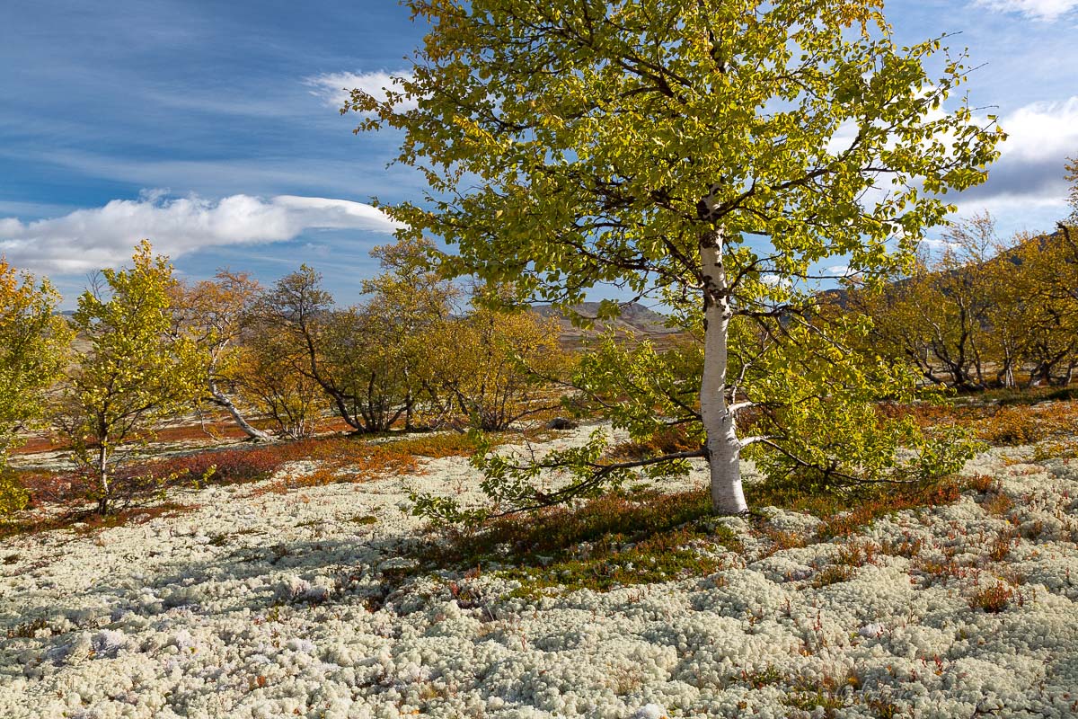 Herbst im Rondane, Norwegen