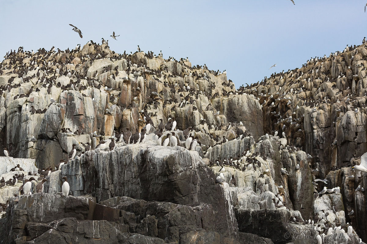 Farne Islands