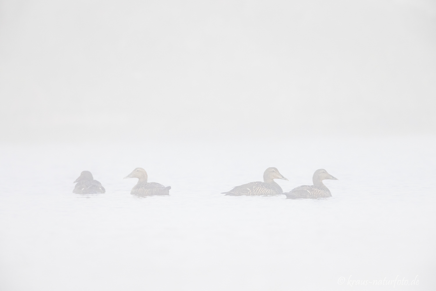 Eiderenten im Nebel